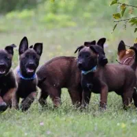 توله های مالینویز از نسل شجره دار|سگ|تهران, منیریه|دیوار