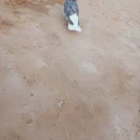 کبوتر رنگی دم سفید|پرنده|کارون, |دیوار