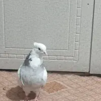 کفتر طوق سور کلایی