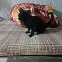 گربه خانگی|گربه|تهران, آذربایجان|دیوار