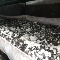 فروش تجهیزات پرورش قارچ در حد نو|ماشین‌آلات صنعتی|کرمان, |دیوار