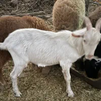 کهره نر سانن اصیل|حیوانات مزرعه|بم, |دیوار