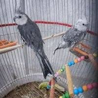 پرنده|پرنده|نیشابور, شهرک رسولی|دیوار