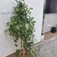 گل پتوس