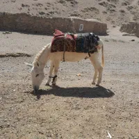 نر خر گله گی به شرط|حیوانات مزرعه|تربت جام, رضاآباد|دیوار