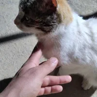 1234567890|گربه|بوکان, |دیوار