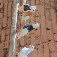 کبوتر طوقی|پرنده|تبریز, |دیوار