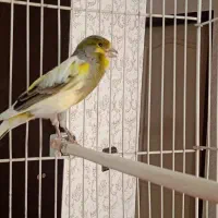 قناری، فولادشهر اصفهان|پرنده|بندر ماهشهر, |دیوار