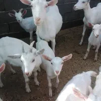 توافقی