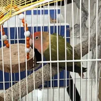 یک جفت طوطی برزیلی نر و ماده با تمام وسایل