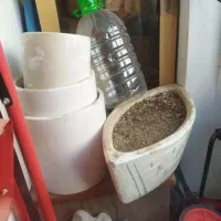 گلدان تعویض با قفس فنچ