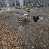 خروس ویندوز دورگ