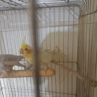 یک جفت عروس هلندی کار|پرنده|زابل, |دیوار