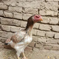 مرغ لاری|پرنده|خاروانا, |دیوار