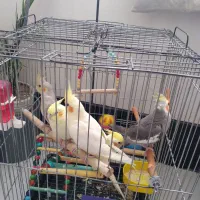 ۲عدد ۳تا جوجه|پرنده|باغستان, |دیوار