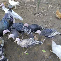 فروش بوقلمون محلی|حیوانات مزرعه|رشت, حومه رشت|دیوار