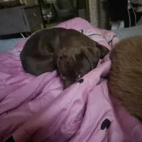 توله پیت بول