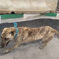 سلام دوستان این سگ گمشده|حیوانات|شاندیز, |دیوار