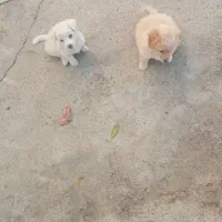 اصلاندوز|سگ|پارسآباد, |دیوار