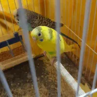 جفت مرغ عشق.باجوجه پرنده.آلبینو.جوجه.پرنده