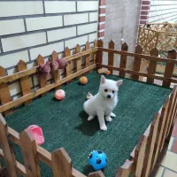 پامر اشپیتز ماده