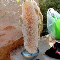 عسل کوهی