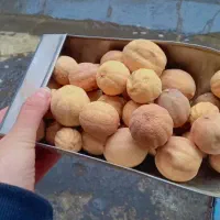 لیمو عمانی درجه یک و انواع سبزی خشک و انواع ادویه