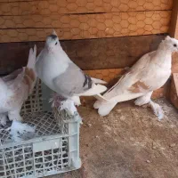 کبوتر|پرنده|بسطام, |دیوار