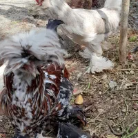 فروش یک جفت مرغ وخروس لهستانی