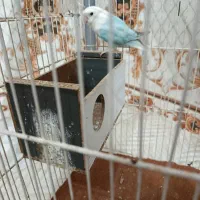 کوتوله آبی|پرنده|زابل, |دیوار