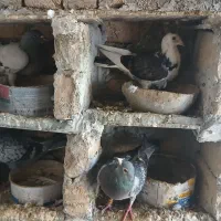 کبوتر دورگ