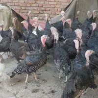 بوقلمون برنزه درحال تخمگذاری۲ساله