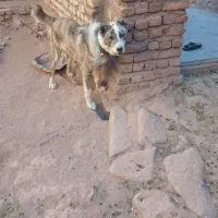 توله سگ|سگ|تربت‌حیدریه, بالا ولایت|دیوار