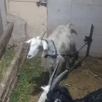 ۳ راس بز ۱ راس بزغاله