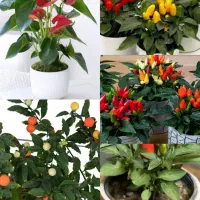 گل و گیاه خانگی حراج۸۰