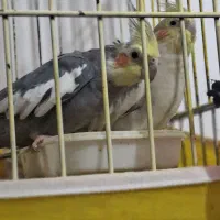 عروس هلندی مولد