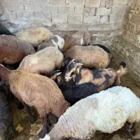 فروش گوسفند و بز
