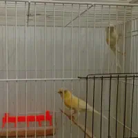 قناری|پرنده|تایباد, |دیوار