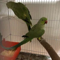 ملنگو مولد  و  طوطی اوازه خوان نر