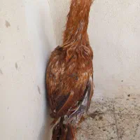 مرغ خروس لاری|حیوانات مزرعه|فامنین, |دیوار