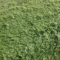 موکت چمن مصنوعی (کف پوش)