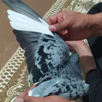 کبوتر|پرنده|خرمشهر, |دیوار