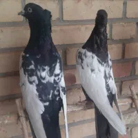 سینه سیاه|پرنده|شیراز, دروازه اصفهان|دیوار