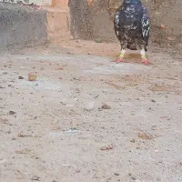 سرور سیاه ماده درجه یک بشرط همه چی با سفید کرمونی