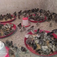 جوجه مینیاتوری سیبرایت