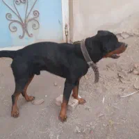 سگ رتوایلر نر