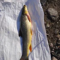 فروش ماهی تازه ارس