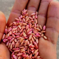 بذر گندم دیمی بوجاری شده نوع سرداری