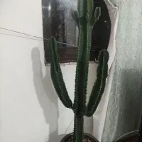 کاکتوس
