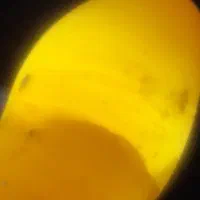 راف یاقوت|جواهرات|تهران, حبیب الله|دیوار